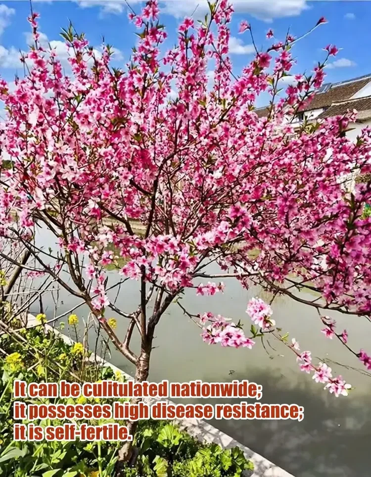 Blood-forming Red Peach Seedlings