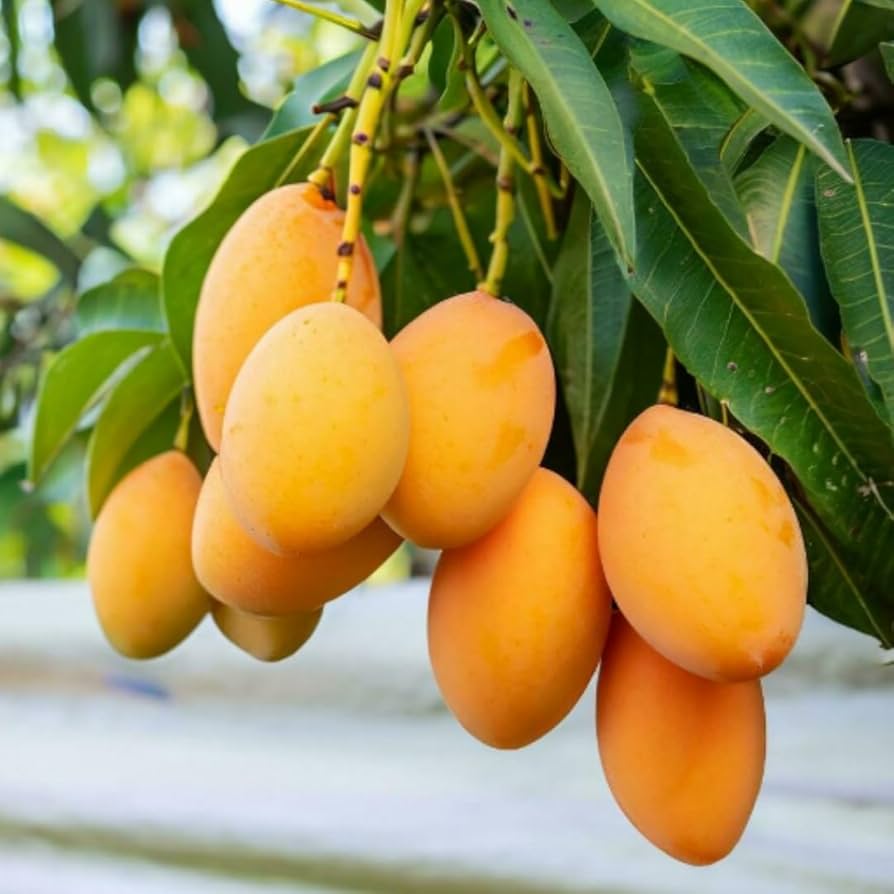 Live Mango Tree Seedling – Sweet Tropical Fruit Plant for Backyard Garden