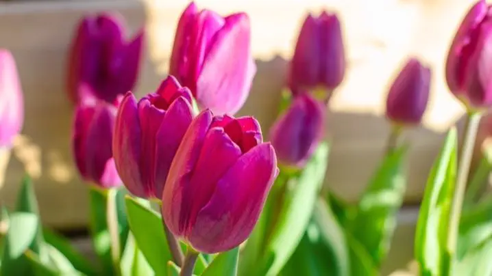 Pink Tulips