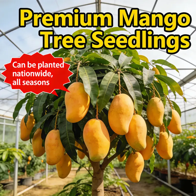 Live Mango Tree Seedling – Sweet Tropical Fruit Plant for Backyard Garden