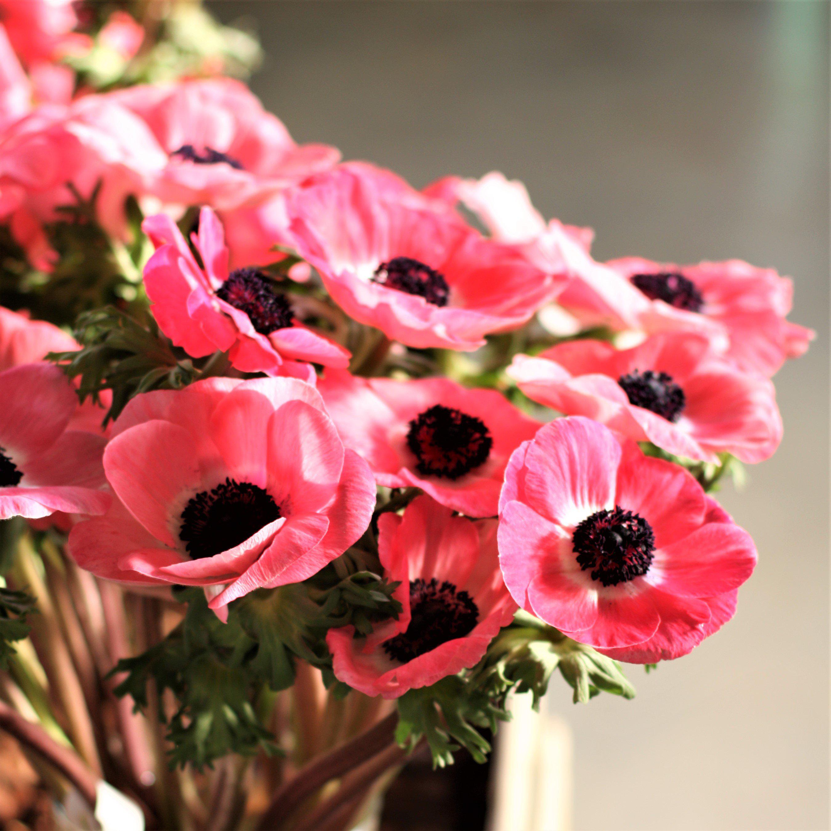 Rose-Pink Italian Anemone Bulbs for Sale | Mistral Plus Rosa Shocking –  Easy To Grow Bulbs