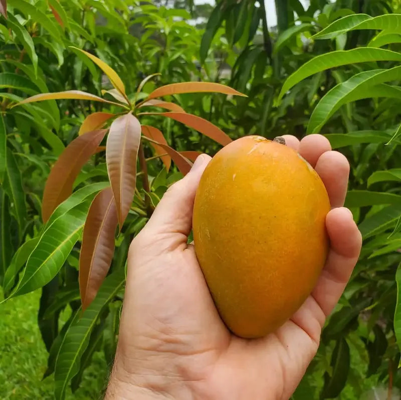 Live Mango Tree Seedling – Sweet Tropical Fruit Plant for Backyard Garden