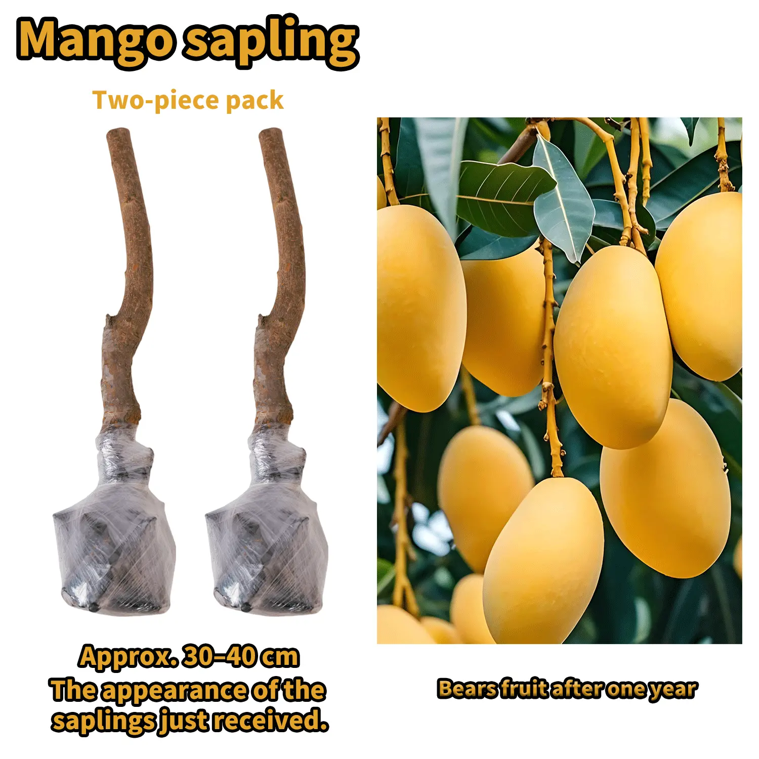 Live Mango Tree Seedling – Sweet Tropical Fruit Plant for Backyard Garden