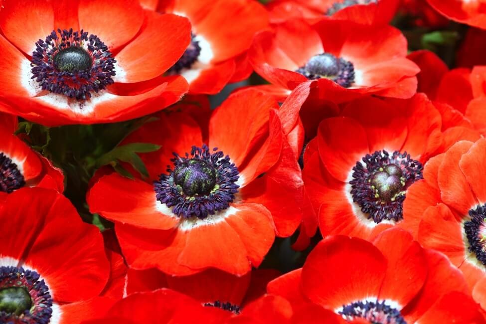 Anemone Flower Symbolism: An Exploration of Color and Meaning - Petal Republic