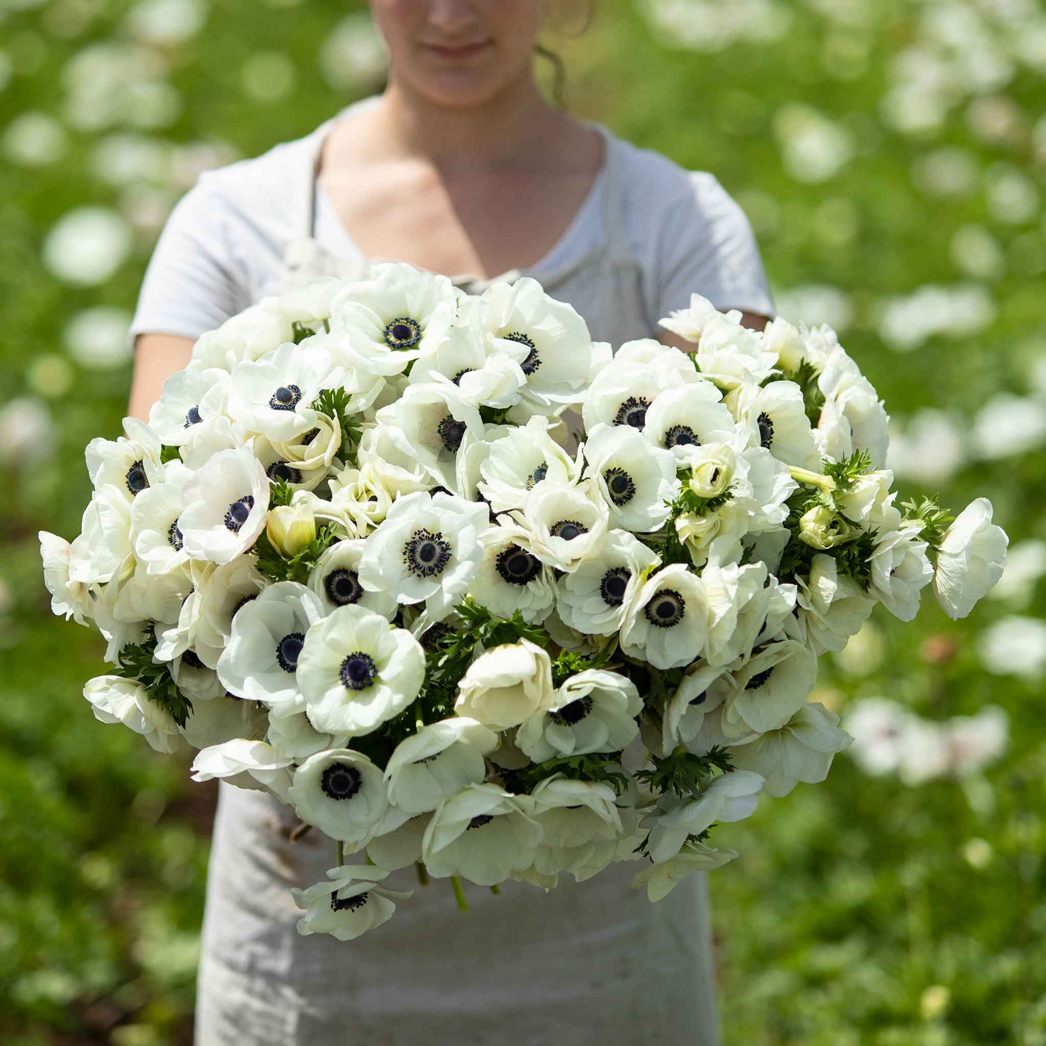 Anemone Bulbs - De Caen White - 60 Bulbs - White Flower Bulbs. Corm Attracts Bees. Easy to Grow & Maintain. Container Garden - Walmart.com