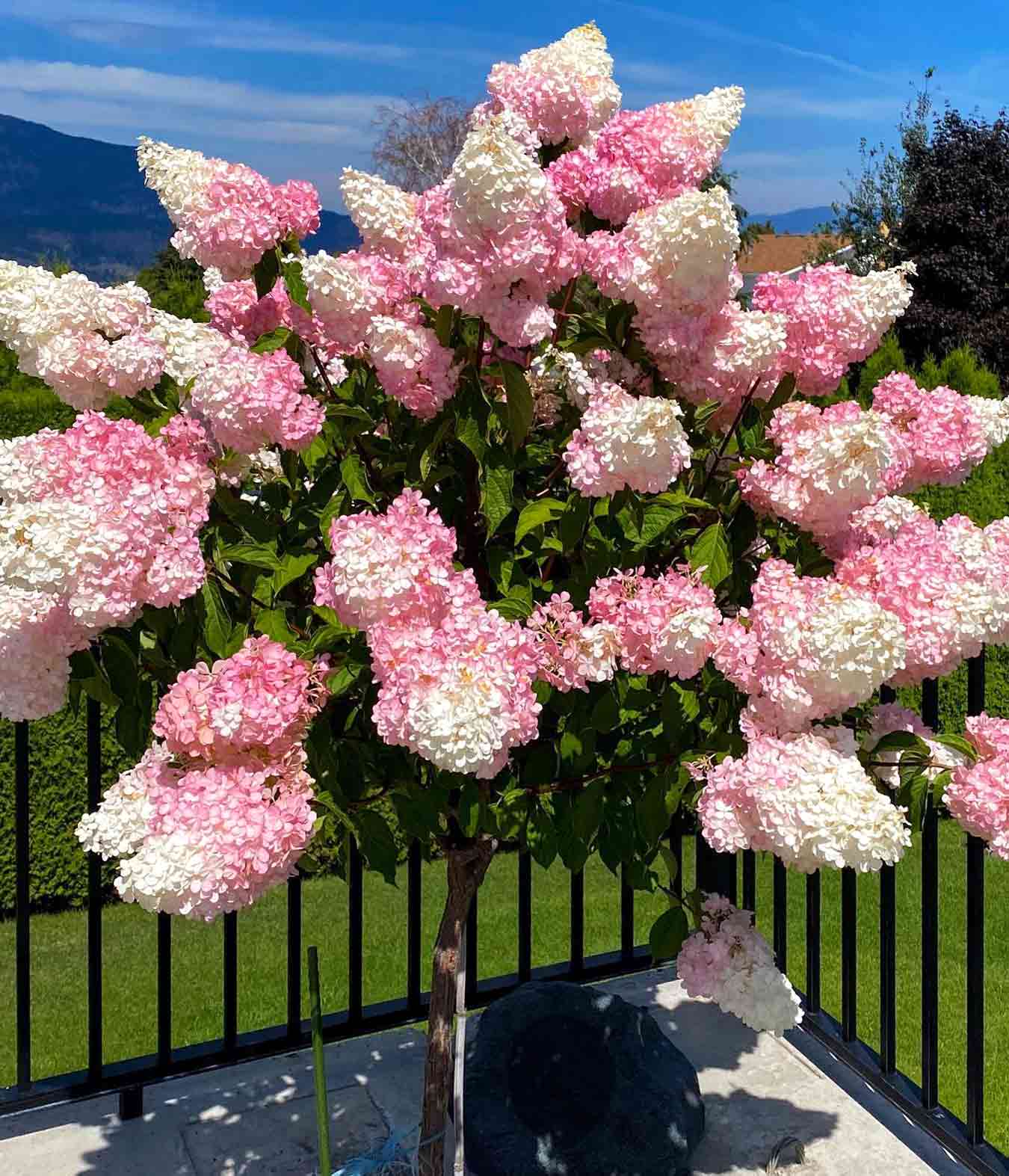 Strawberry Vanilla Hydrangea: Growing Tips You Wish You Knew Sooner | Bored Panda