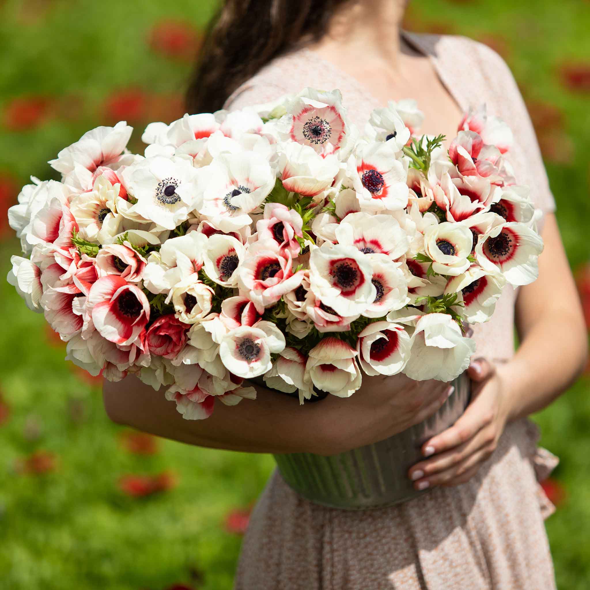 Anemone Bulbs - Rainbow Red-White | Flower Bulbs | Eden Brothers