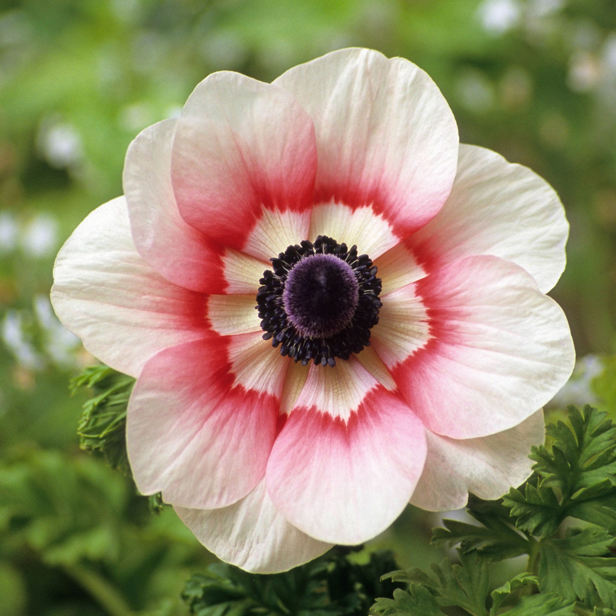 Anemone Bulbs - Rainbow Red-White - 40 Bulbs - Red Flower Bulbs. Corm  Attracts Bees. Easy to Grow & Maintain. Container Garden - Walmart.com