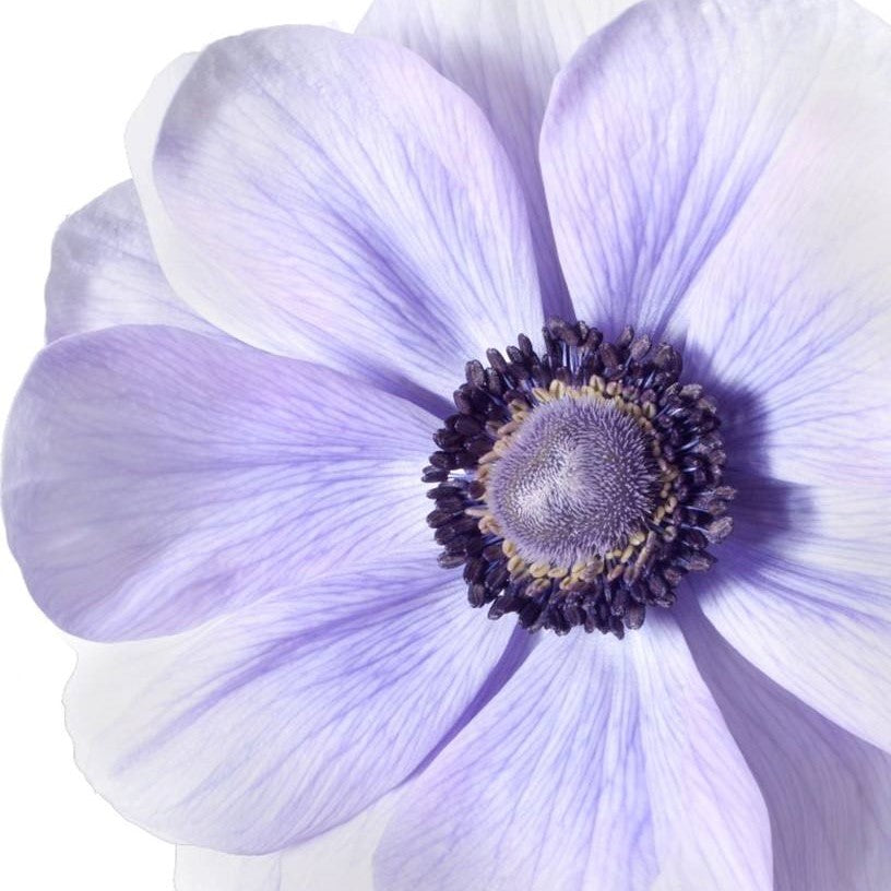 Lavender Italian Anemone Bulbs For Sale | Mistral Plus Azzurro – Easy To  Grow Bulbs