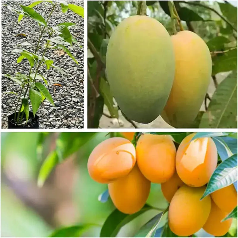 Live Mango Tree Seedling – Sweet Tropical Fruit Plant for Backyard Garden
