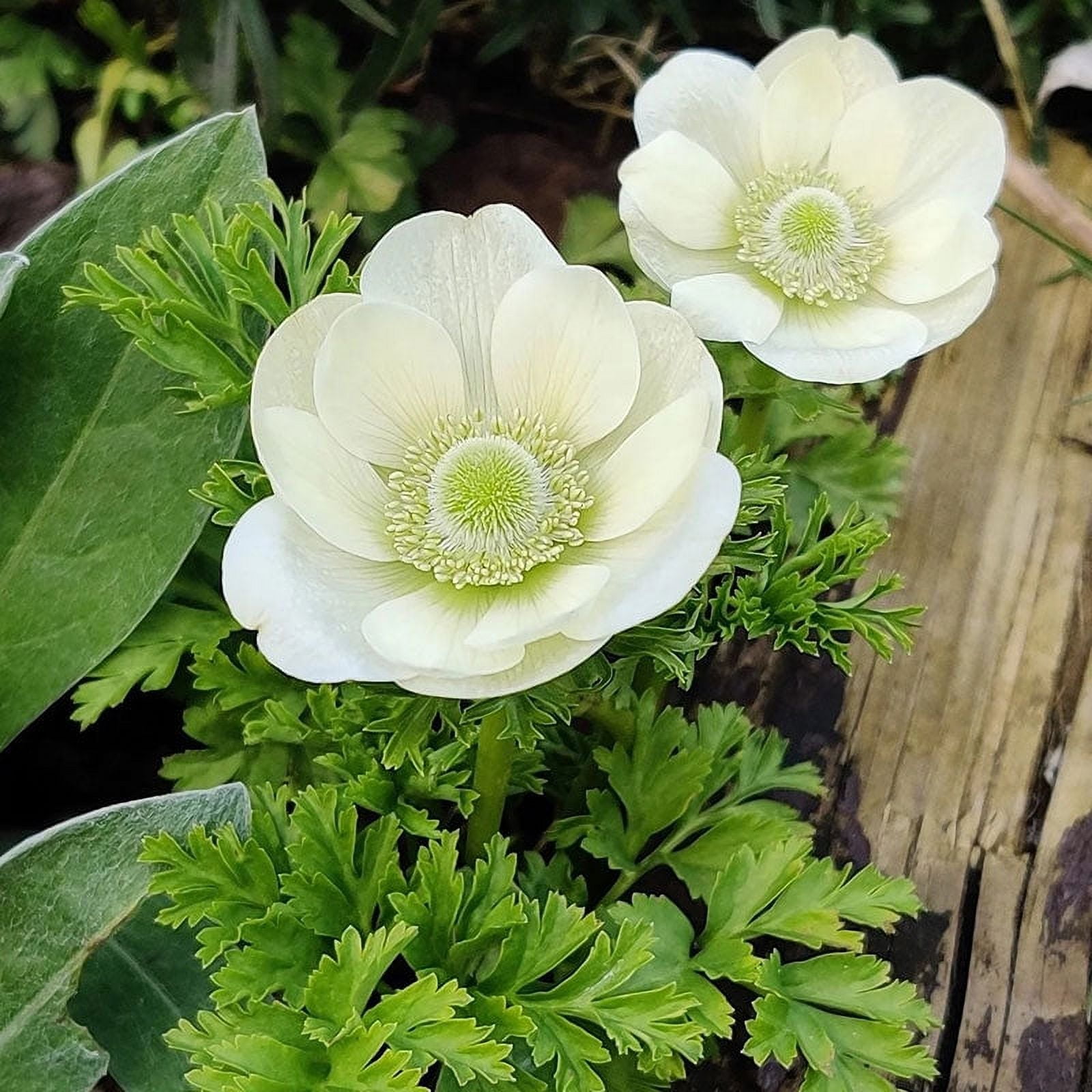 Anemone Bulbs - Albino - 40 Bulbs - White Flower Bulbs. Corm Attracts Bees.  Easy to Grow & Maintain. Container Garden - Walmart.com