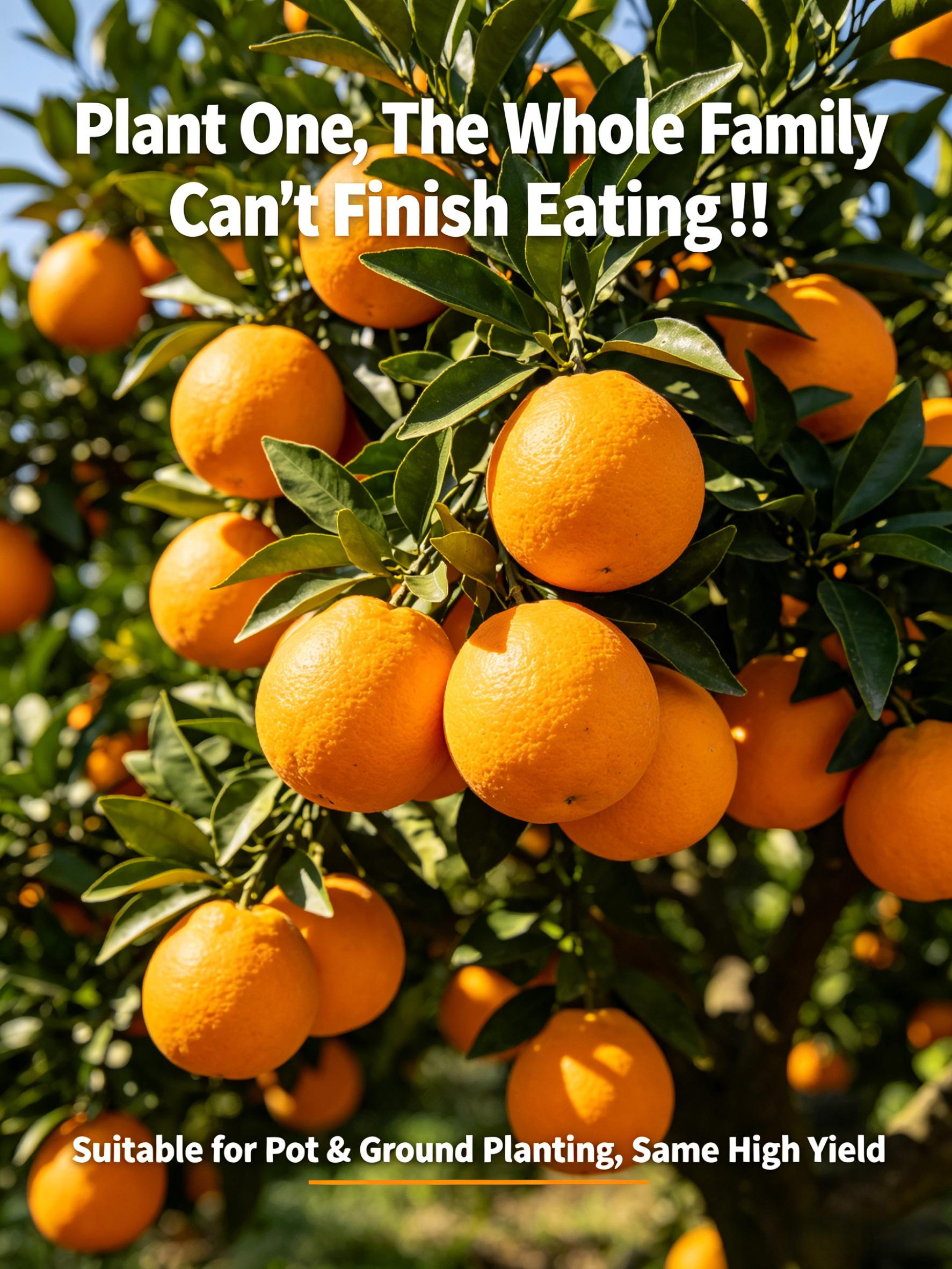 Navel Orange Seedling Non-GMO Easy Grow Sweet Edible Fruit Tree Outdoor Garden Yard Patio Balcony Potted