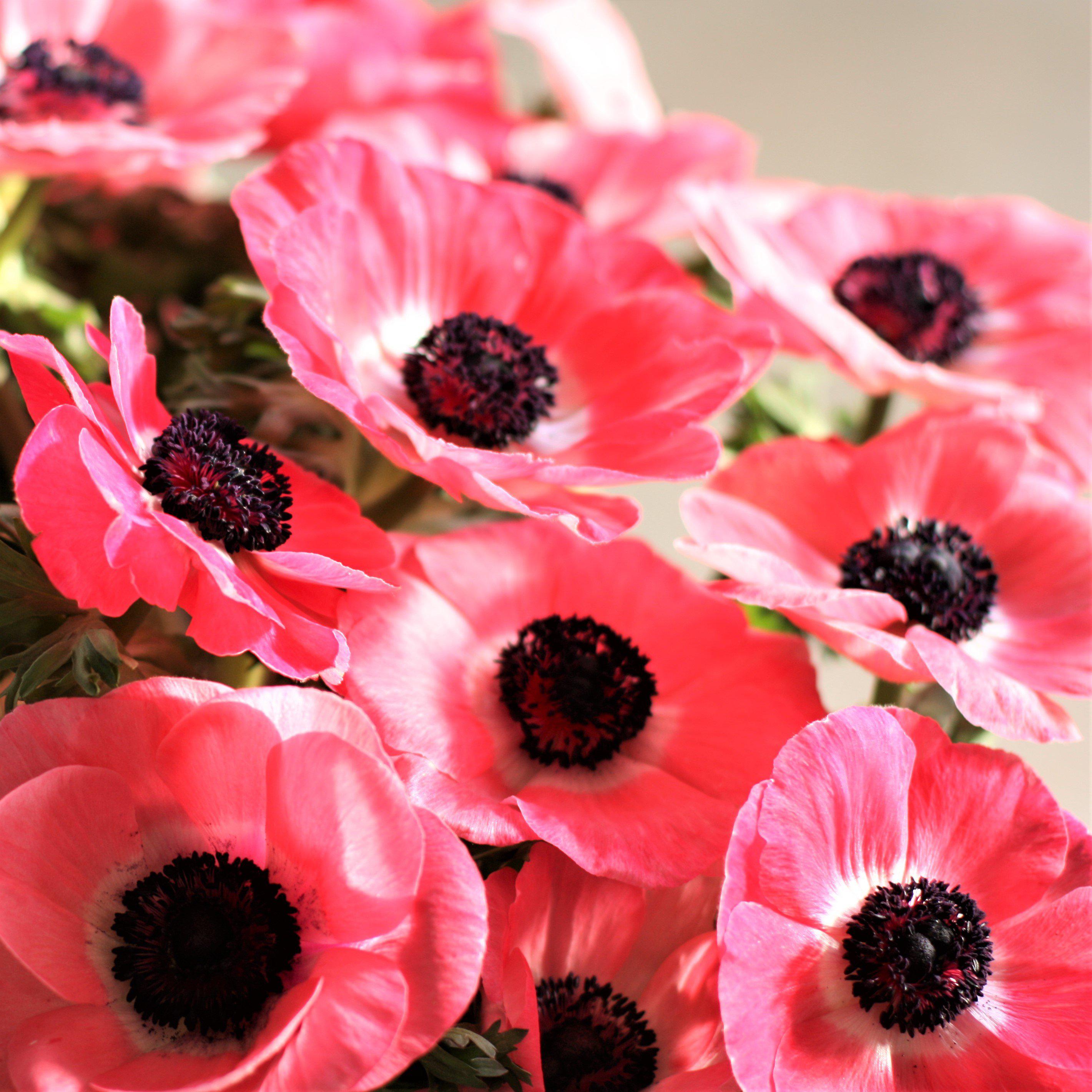 Rose-Pink Italian Anemone Bulbs for Sale | Mistral Plus Rosa Shocking –  Easy To Grow Bulbs