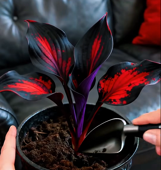 🔥🔥Last day clearance🔥Premium Rare Hosta Seeds🌿Shade-Tolerant Plant