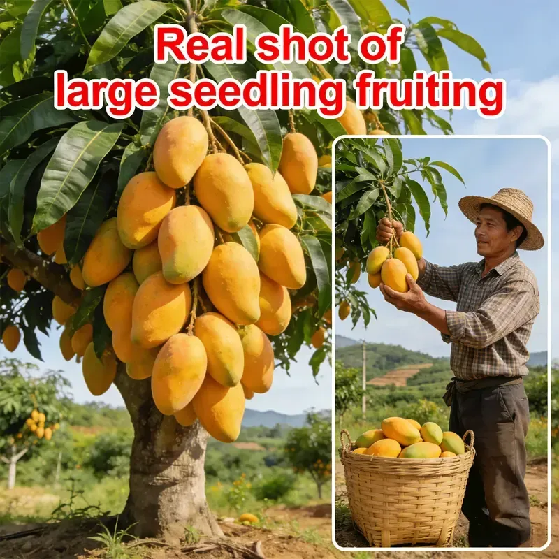 Live Mango Seedling – Sweet Tropical Fruit Plant for Backyard Garden