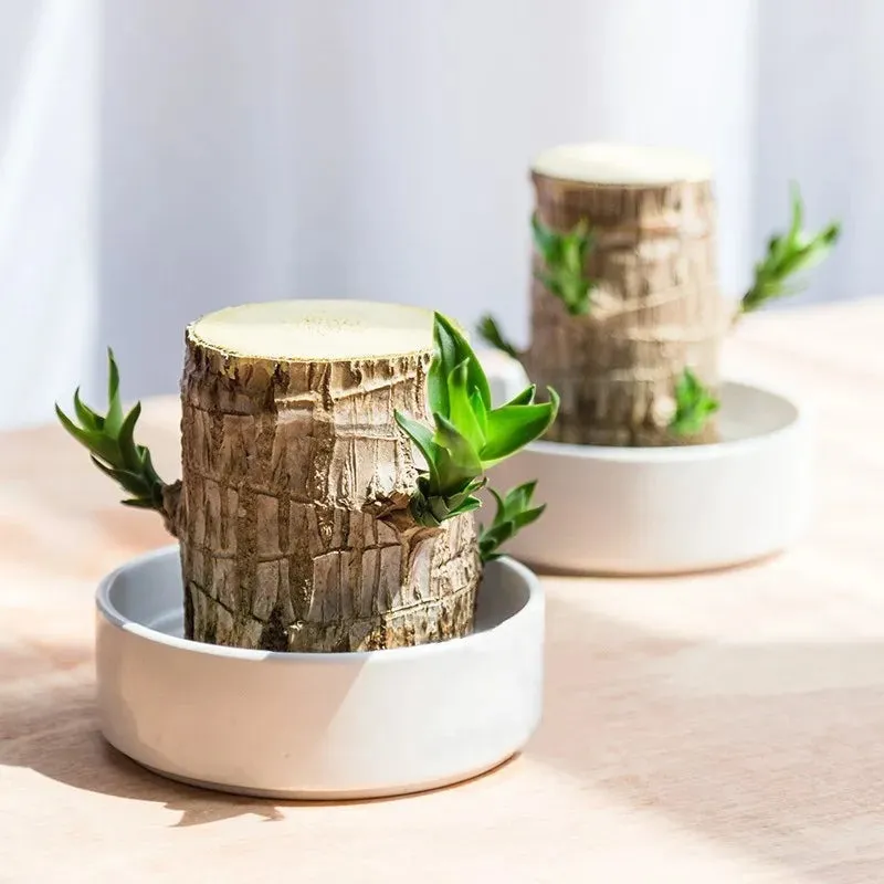 Potted plants