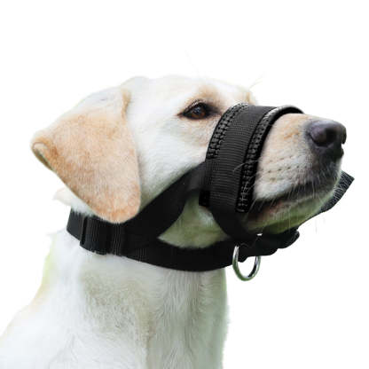 Dog wearing a black muzzle with a blurred green background