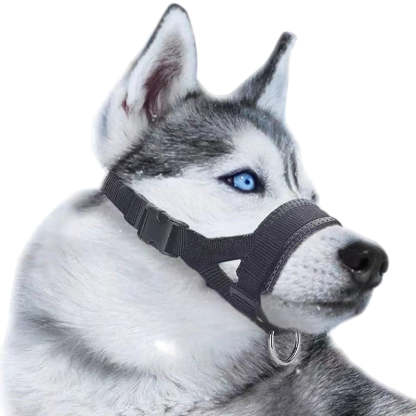 Dog wearing a black muzzle with color options displayed.