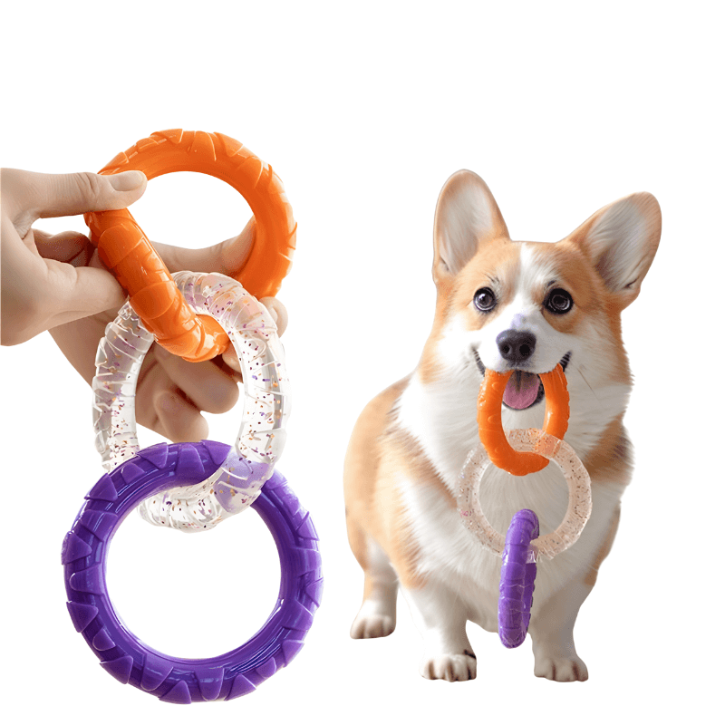 Dog playing with a purple and orange ring toy on a white background