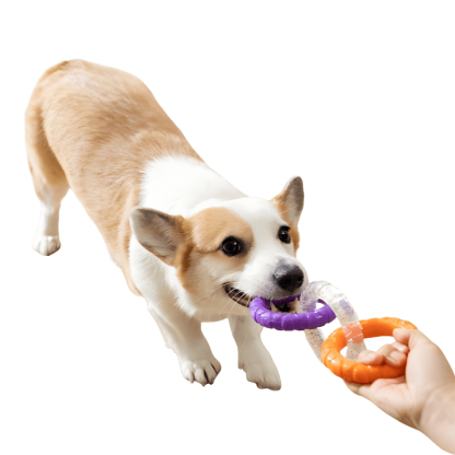 Dog playing with a purple and orange chew toy held by a hand on a white background