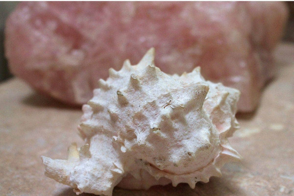 rose quartz and seeashell