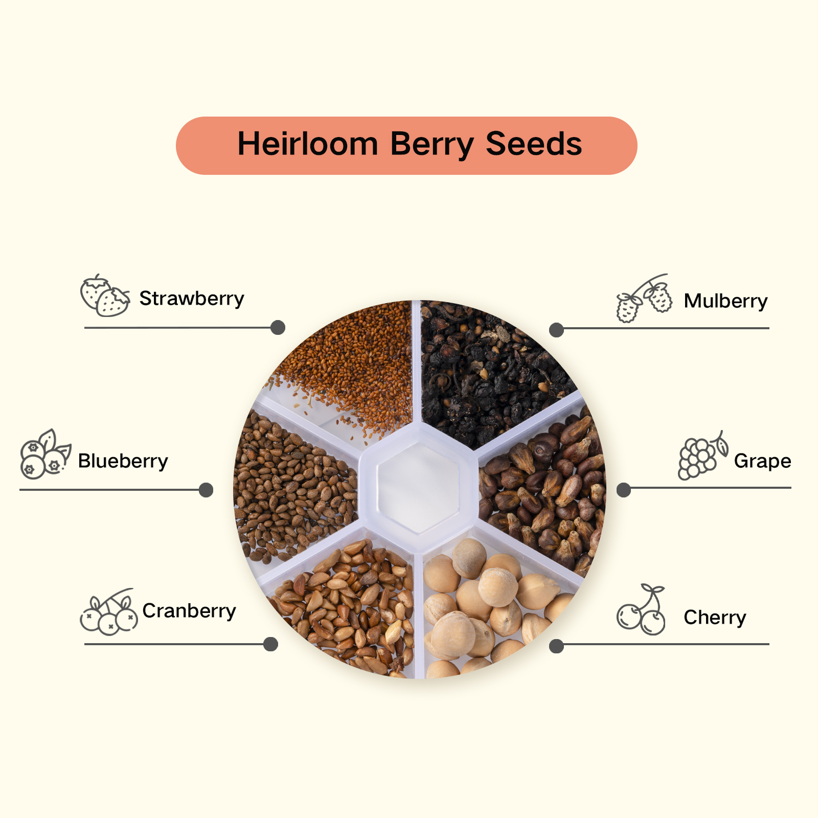 Holistic Family Heirloom Berry Harvest Seed Kit - 6 Organic Seed Varieties (2-Pack)