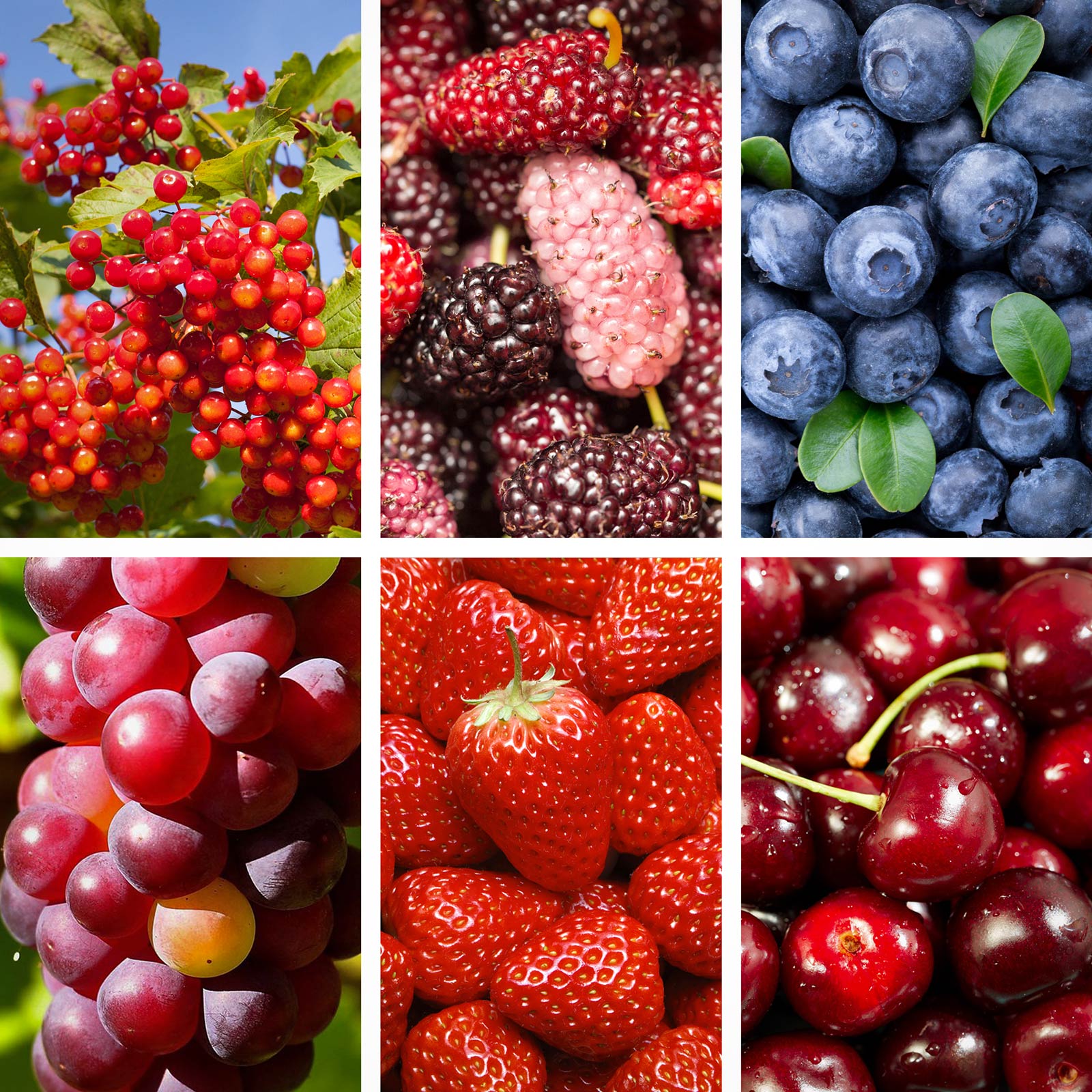 Holistic Family Heirloom Berry Harvest Seed Kit - 6 Organic Seed Varieties (2-Pack)