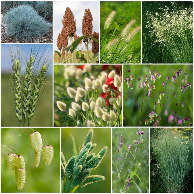 Annual Ornamental Grass Seeds Mix
