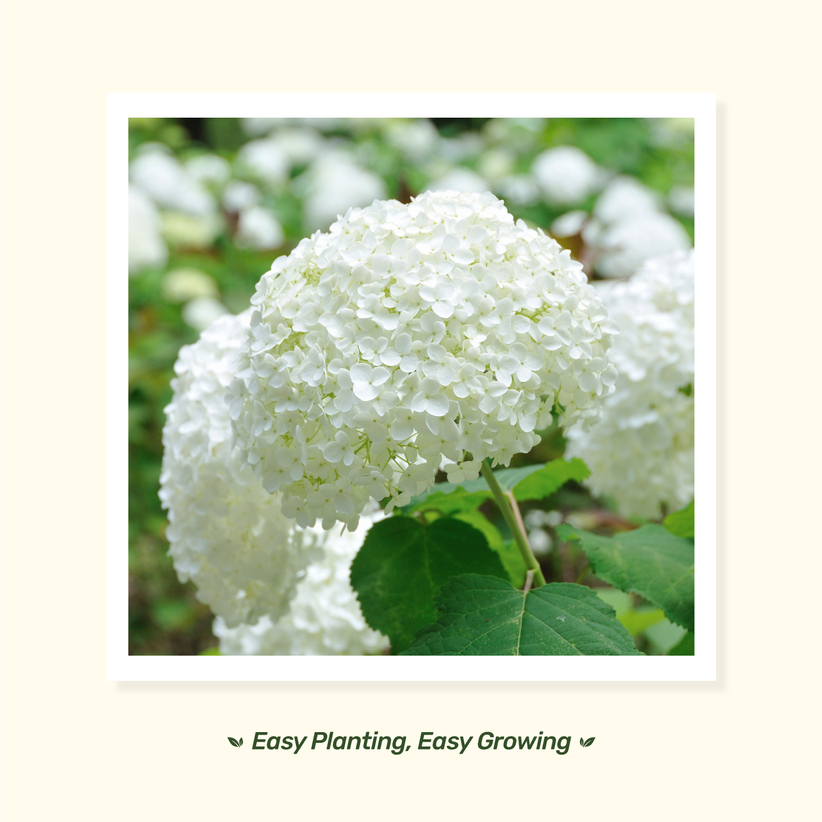 SeedStack Container Garden - Moon Garden Grow Kit