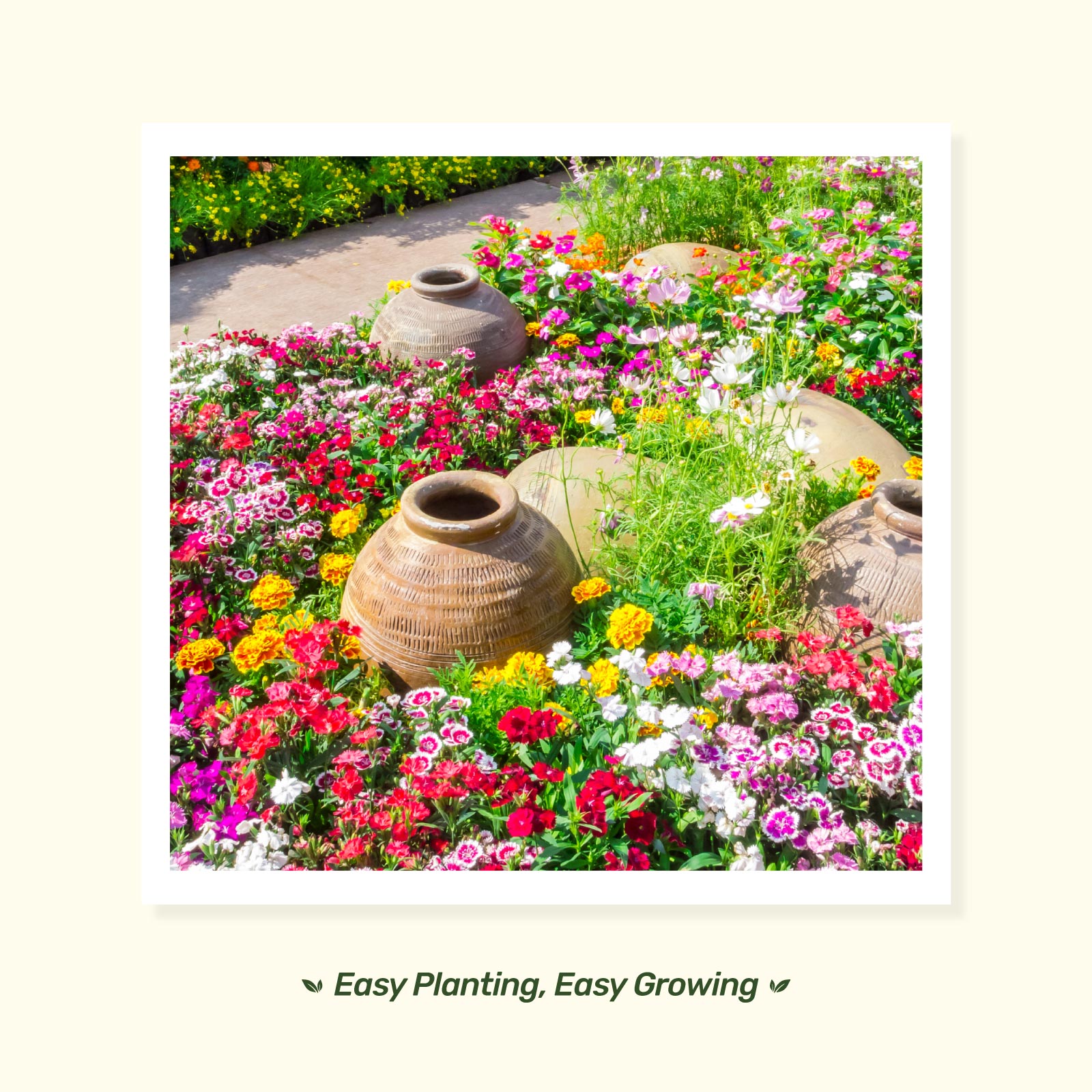 SeedStack Container Garden - Rainbow Garden Grow Kit