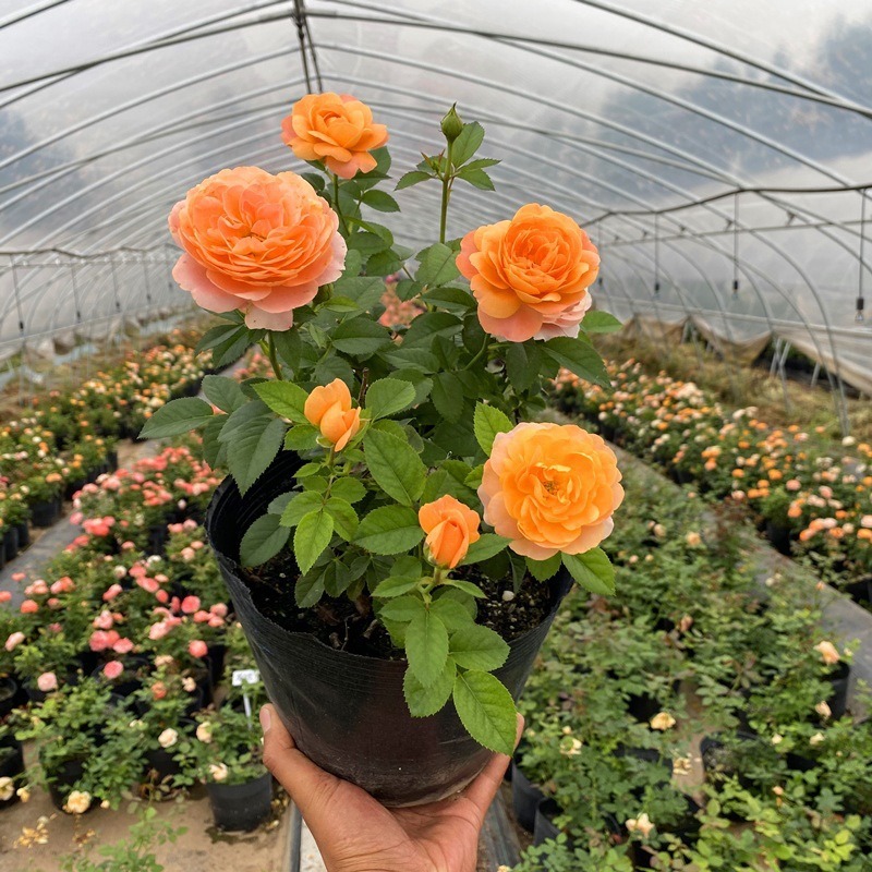 【Limitierter Online-Sale】【100 % Überlebensrate】Hydroponische „Königin der Rosen“ | Ohne Erde kultivierbar | 200 Tage Blütenpracht ✨