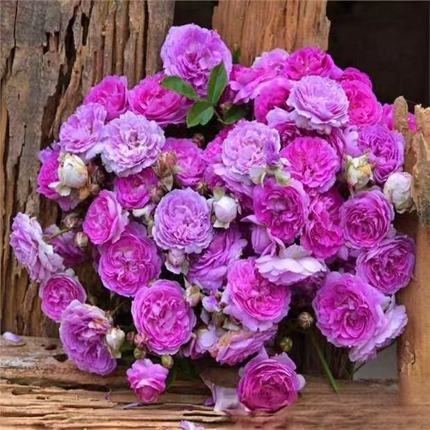 【Limitierter Online-Sale】【100 % Überlebensrate】Hydroponische „Königin der Rosen“ | Ohne Erde kultivierbar | 200 Tage Blütenpracht ✨