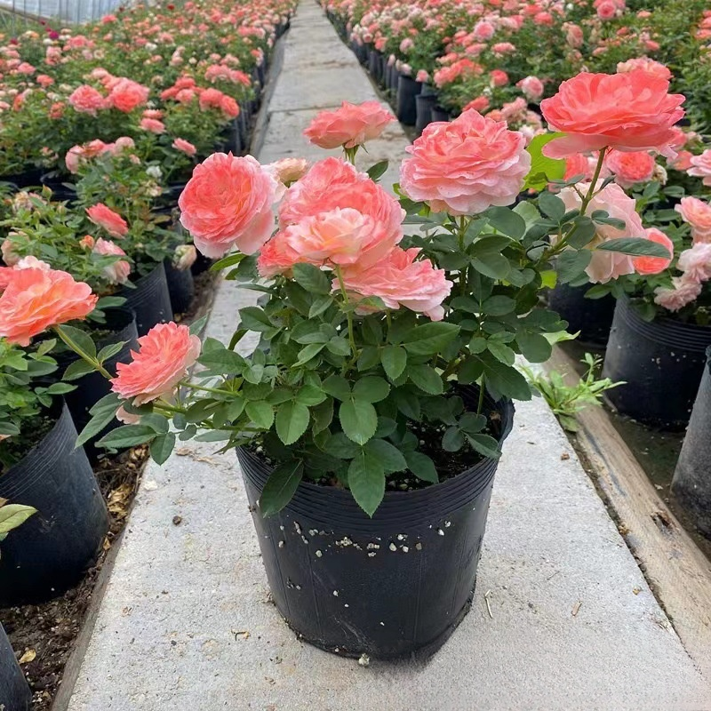 【Limitierter Online-Sale】【100 % Überlebensrate】Hydroponische „Königin der Rosen“ | Ohne Erde kultivierbar | 200 Tage Blütenpracht ✨
