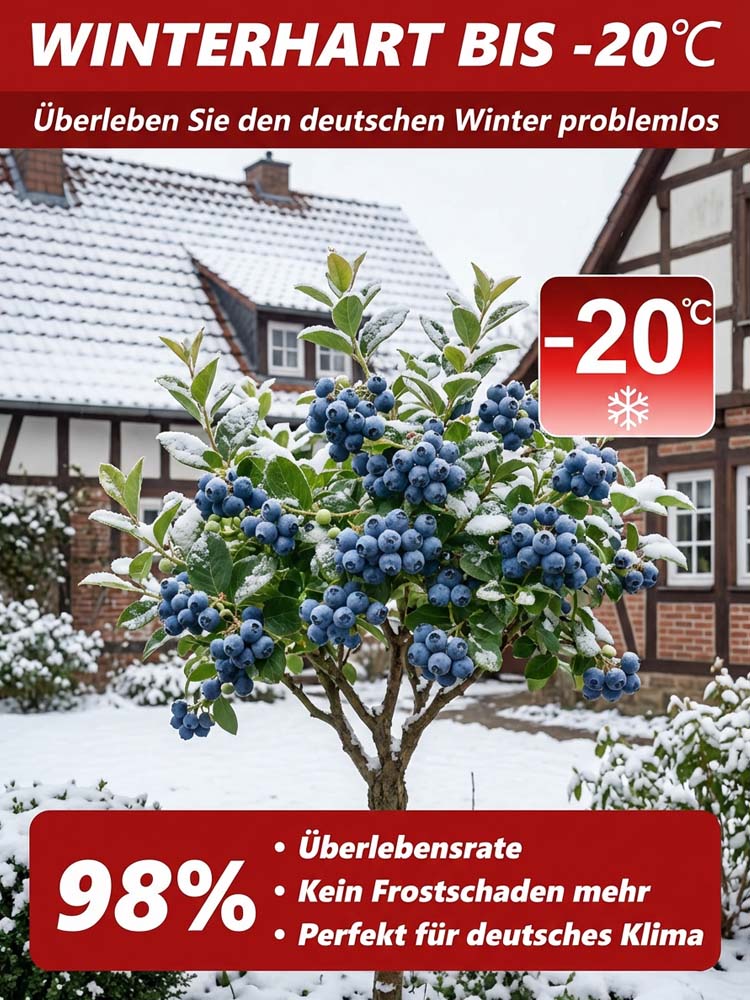 XXL Riesen-Heidelbeere (Neue Mosel-Sorte) – 100% Bio, Winterhart, Sofort fruchttragend🫐Bis zu10kg Ernte schon im Juni.