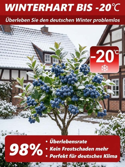 XXL Riesen-Heidelbeere (Neue Mosel-Sorte) – 100% Bio, Winterhart, Sofort fruchttragend🫐Bis zu10kg Ernte schon im Juni.