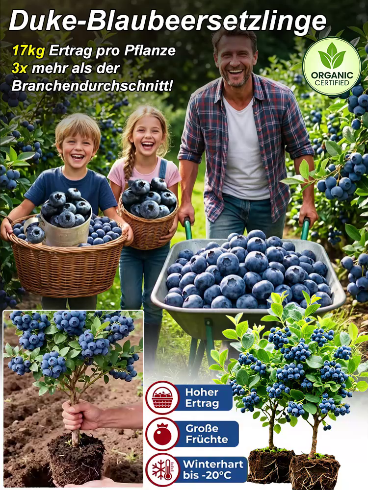 XXL Riesen-Heidelbeere (Neue Mosel-Sorte) – 100% Bio, Winterhart, Sofort fruchttragend🫐Bis zu10kg Ernte schon im Juni.
