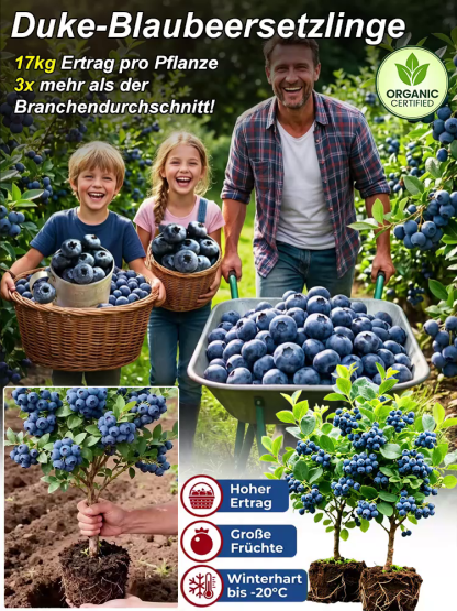 XXL Riesen-Heidelbeere (Neue Mosel-Sorte) – 100% Bio, Winterhart, Sofort fruchttragend🫐Bis zu10kg Ernte schon im Juni.