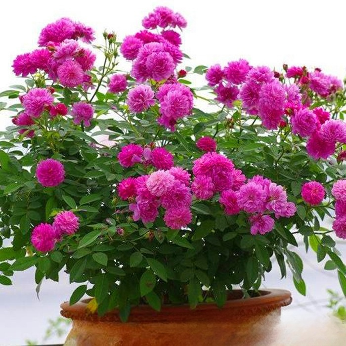 【Limitierter Online-Sale】【100 % Überlebensrate】Hydroponische „Königin der Rosen“ | Ohne Erde kultivierbar | 200 Tage Blütenpracht ✨