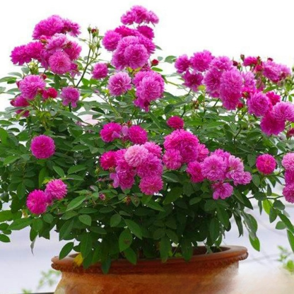 【Limitierter Online-Sale】【100 % Überlebensrate】Hydroponische „Königin der Rosen“ | Ohne Erde kultivierbar | 200 Tage Blütenpracht ✨