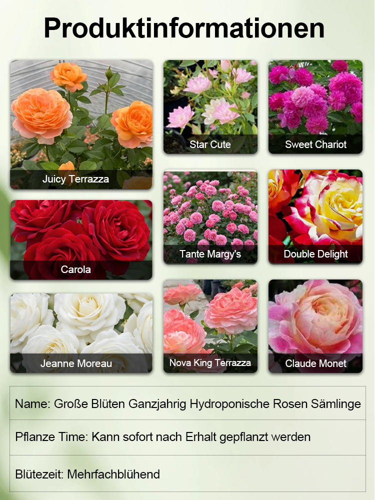 【Limitierter Online-Sale】【100 % Überlebensrate】Hydroponische „Königin der Rosen“ | Ohne Erde kultivierbar | 200 Tage Blütenpracht ✨
