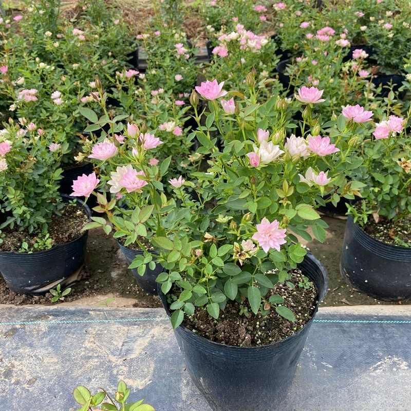 【Limitierter Online-Sale】【100 % Überlebensrate】Hydroponische „Königin der Rosen“ | Ohne Erde kultivierbar | 200 Tage Blütenpracht ✨