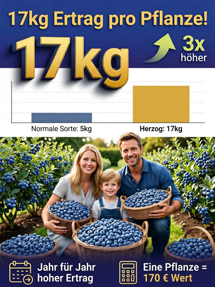 XXL Riesen-Heidelbeere (Neue Mosel-Sorte) – 100% Bio, Winterhart, Sofort fruchttragend🫐Bis zu10kg Ernte schon im Juni.
