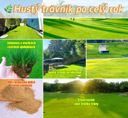 🌱 Semienka trávnika Four Seasons Evergreen Dwarf | Vytvorte si dokonalý trávnik už teraz!