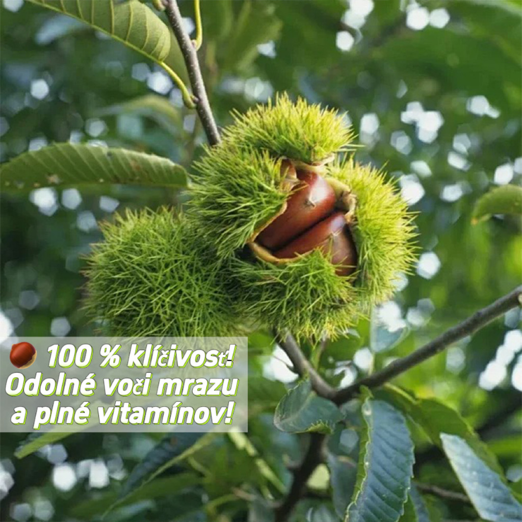 🔥 Posledné 3 hodiny: zľava 50 % 🌰 Semená trpasličieho gaštanu – sladké a aromatické plody 🌱