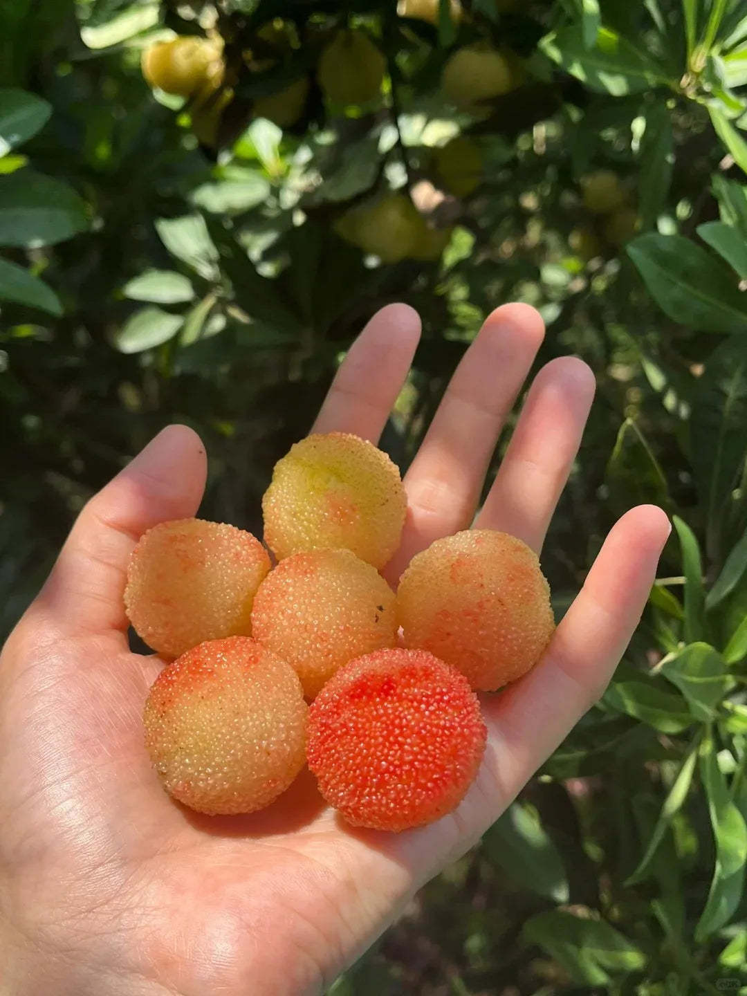 Obří borůvka: Velikost pingpongového míčku, ⭐ kombinovaná chuť jahod a třešní