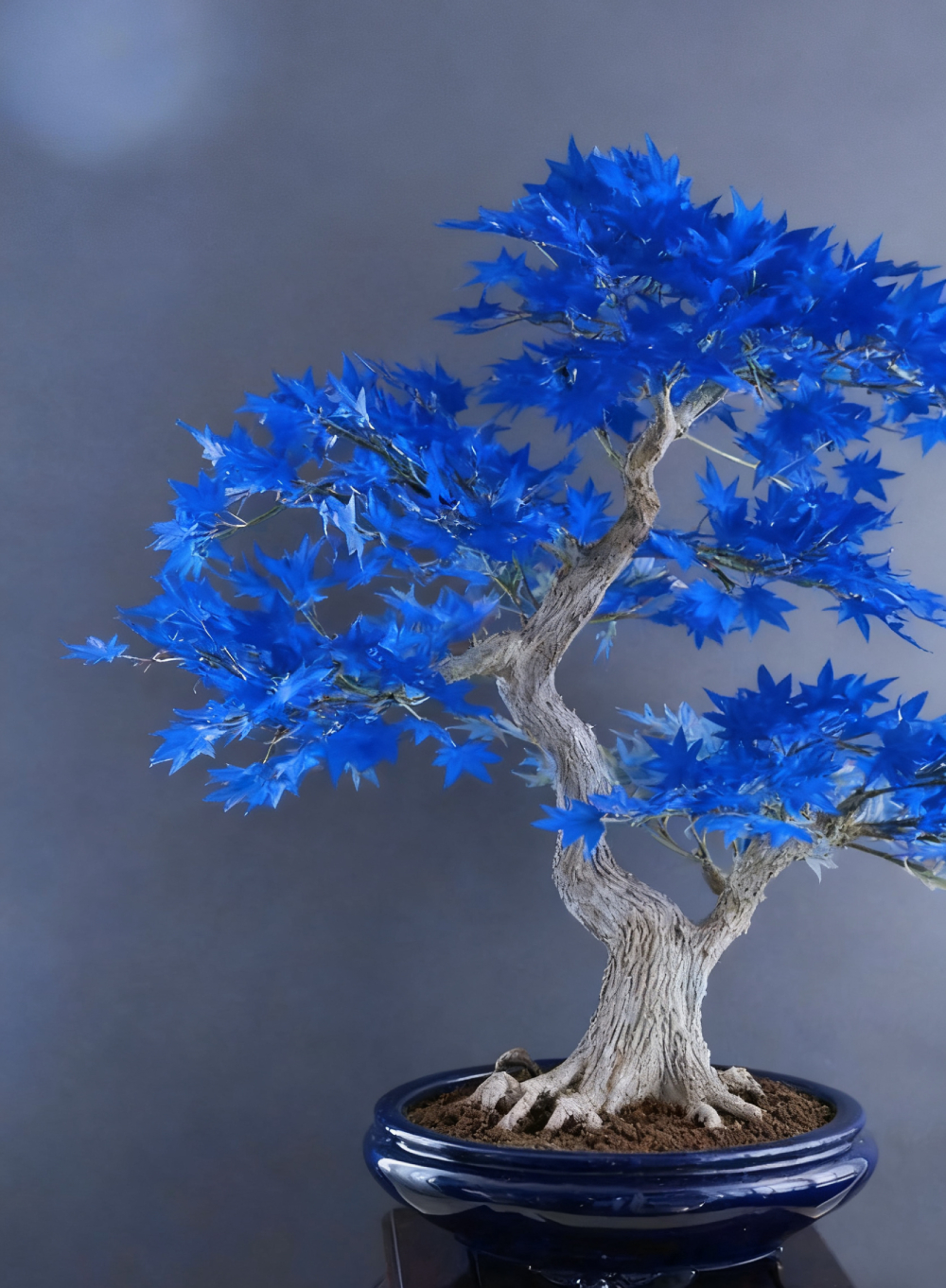 Zafír juharfa magok – Neveld lenyűgöző kék lombozatodat ebben a szezonban!