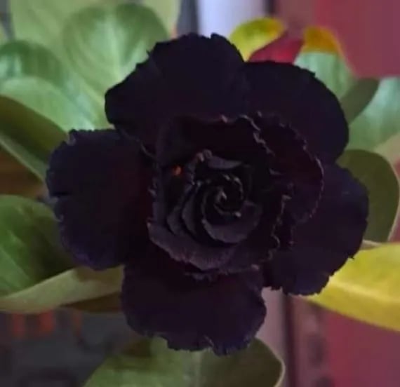 🌵🌹 Потопете се в красотата на пустинята: Семена на пустинна роза за вашия спокоен оазис! – Различни цветове 🌱 Дълъг период на цъфтеж 🏜️🌺