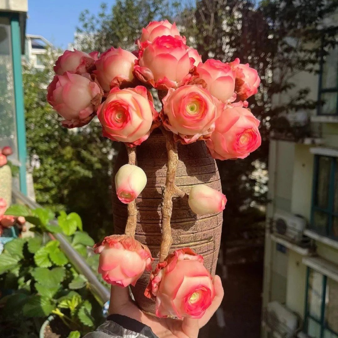 🌱🌹 Mountain Rose – Piękno, które nigdy nie więdnie, idealne nawet dla początkujących! 🌺