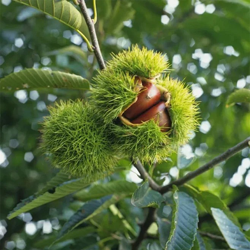 🌰 Karłowy kasztan – słodkie, aromatyczne orzechy do Twojego ogrodu