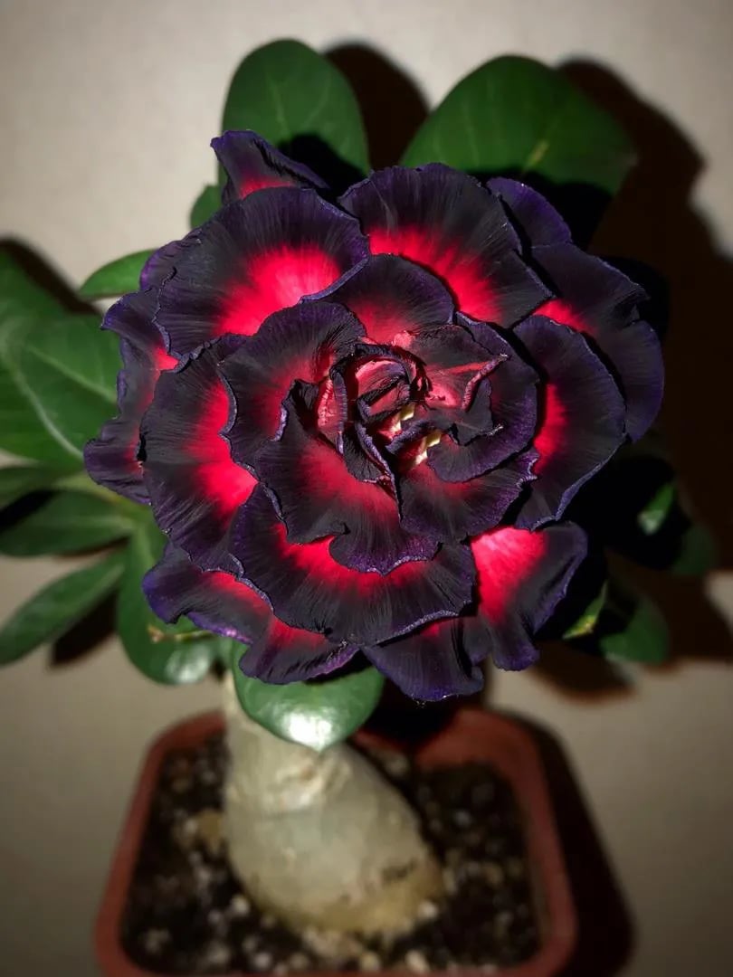 🌵🌹 Потопете се в красотата на пустинята: Семена на пустинна роза за вашия спокоен оазис! – Различни цветове 🌱 Дълъг период на цъфтеж 🏜️🌺